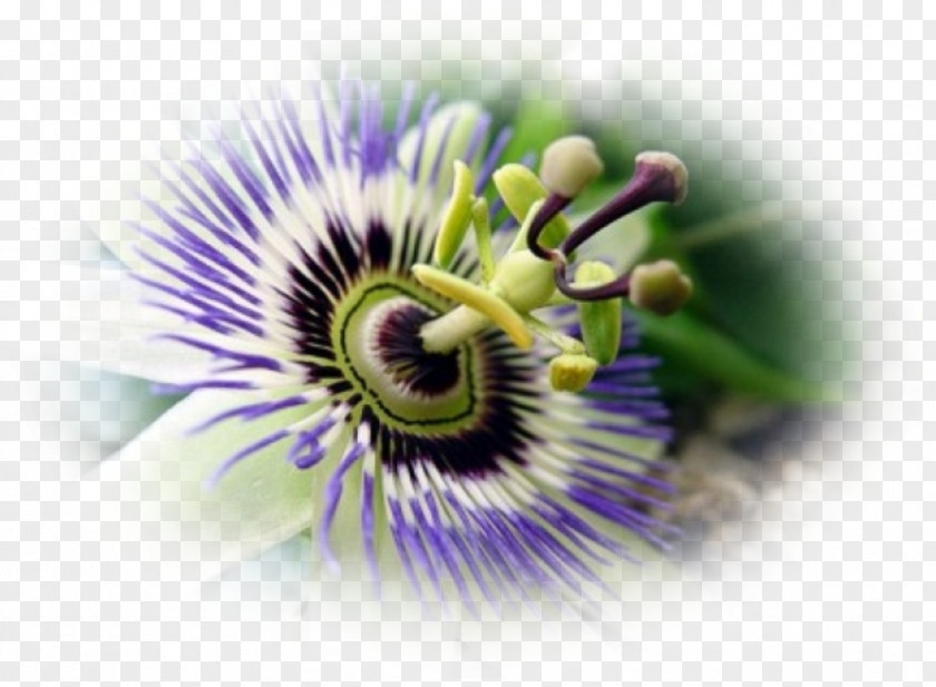 Magnolia Purple Passionflower Granadilla Passion Fruit Close-up PNG