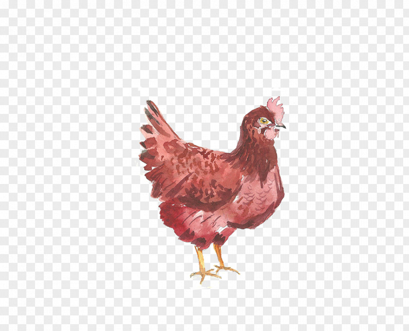 Chicken Rooster Gratis Google Images PNG
