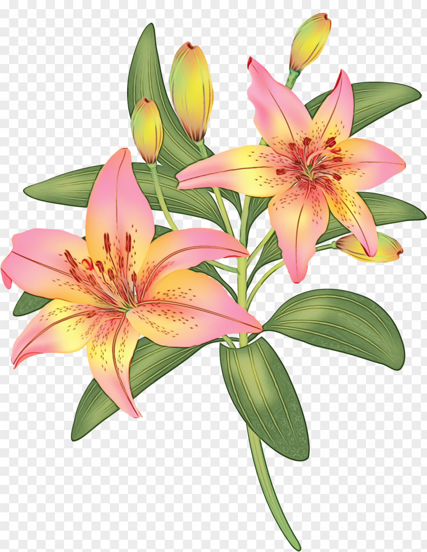 Daylily Lily Family Flower Flowering Plant Petal PNG