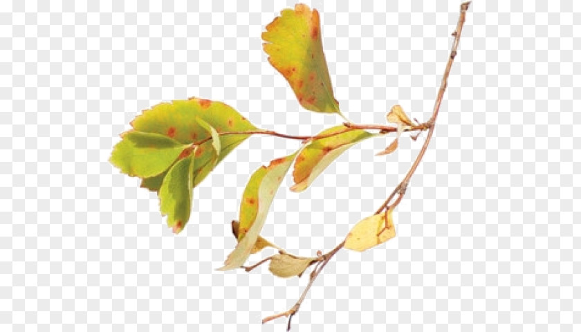 Leaf Twig Bud Plant Stem Petal PNG