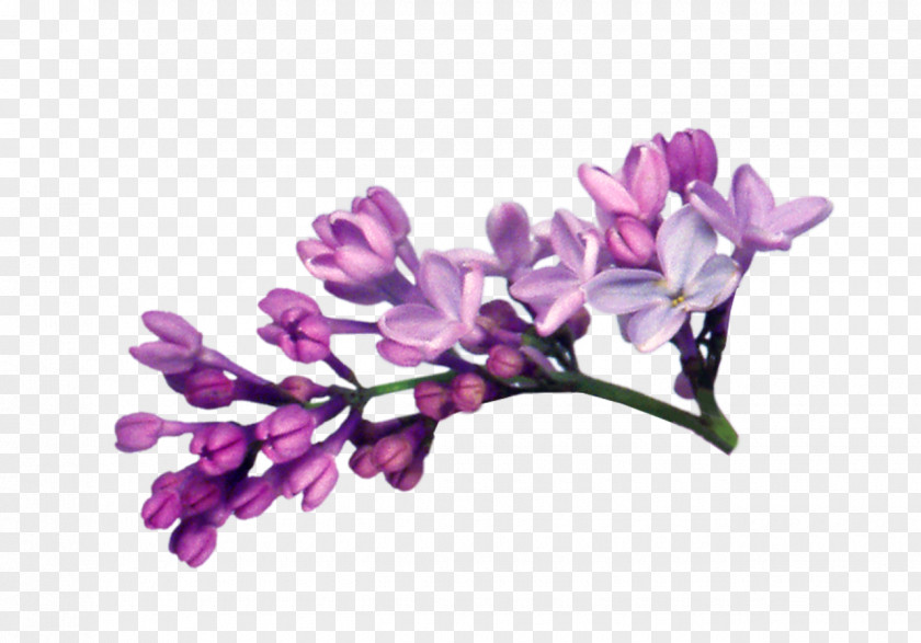 Lilac Photography Clip Art PNG