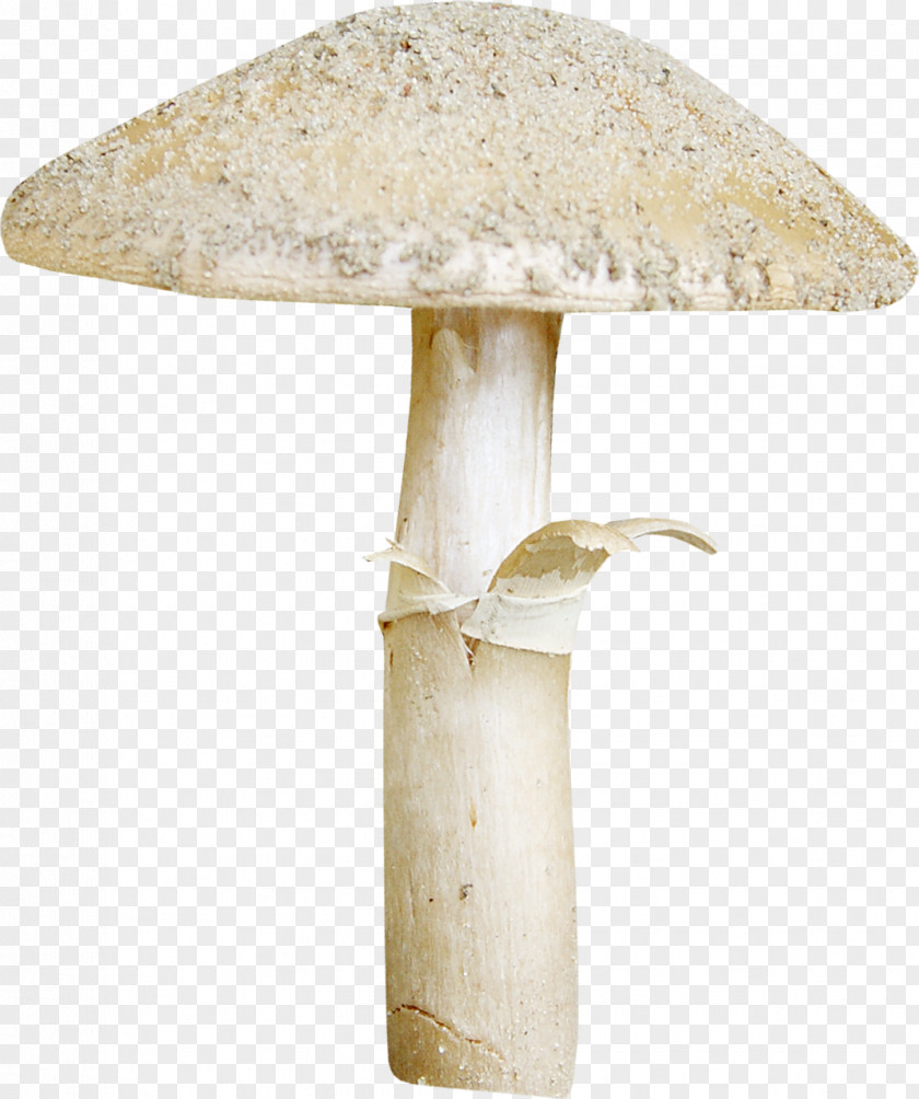 Mushroom Hericium Erinaceus PNG