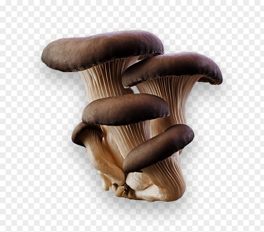 Mushrooms Oyster Mushroom Pleurotus Eryngii Edible PNG