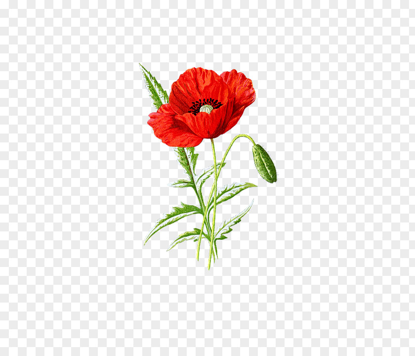 Poppy Seed Supreme Flower PNG