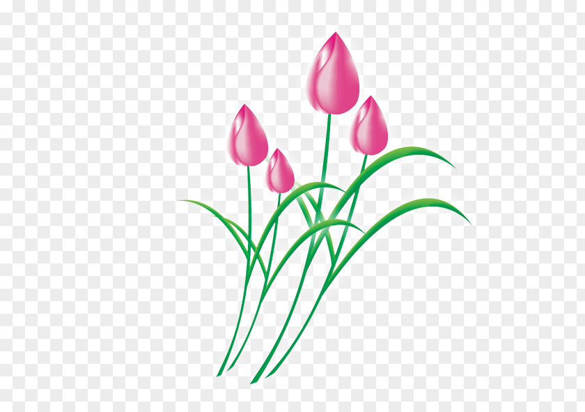 Tulips Fragrance Tulip Download Flower Clip Art PNG