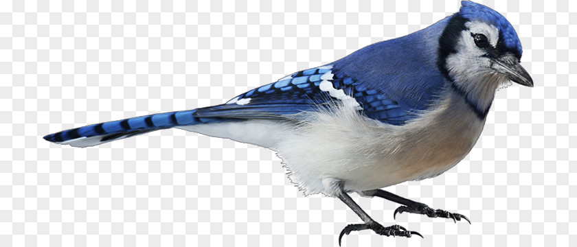 Watercolor Bird Blue Jay Stock Photography PNG