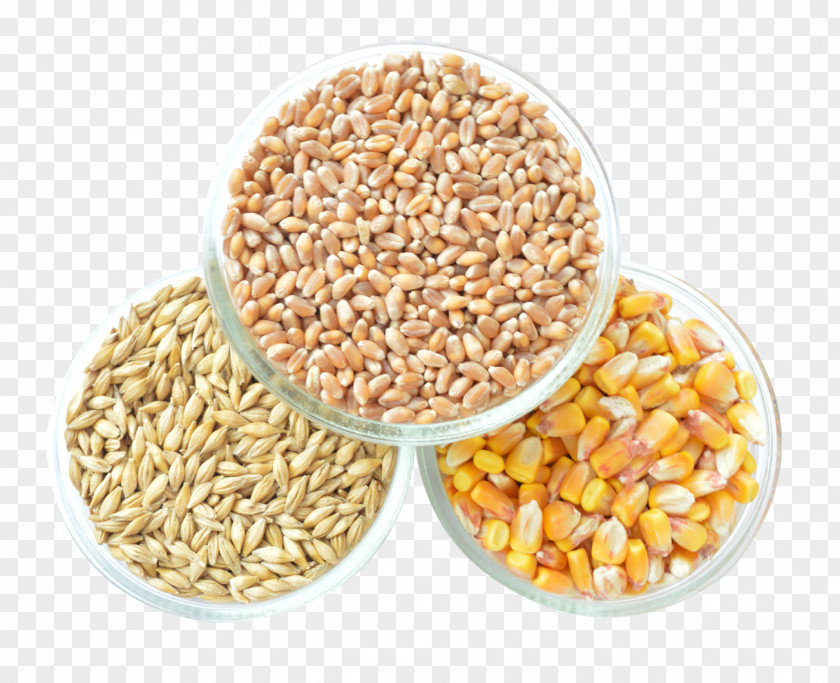 Corn Cereal Maize Grain PNG