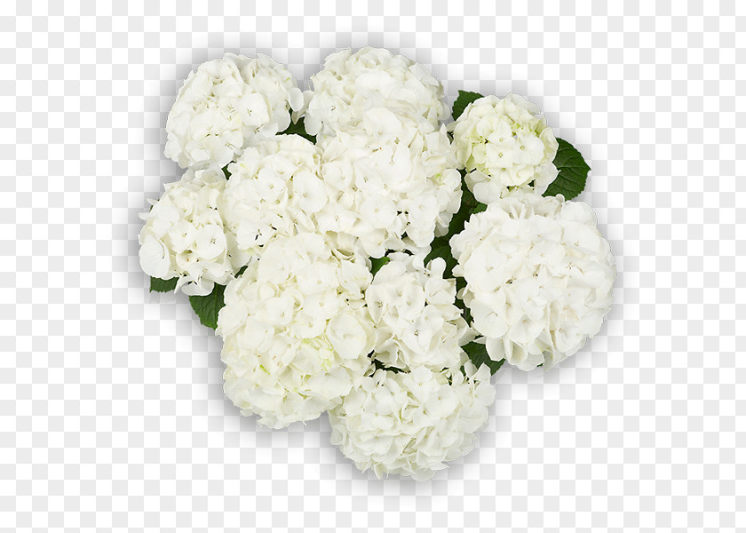 Flower Hydrangea Cut Flowers Floral Design Bouquet PNG