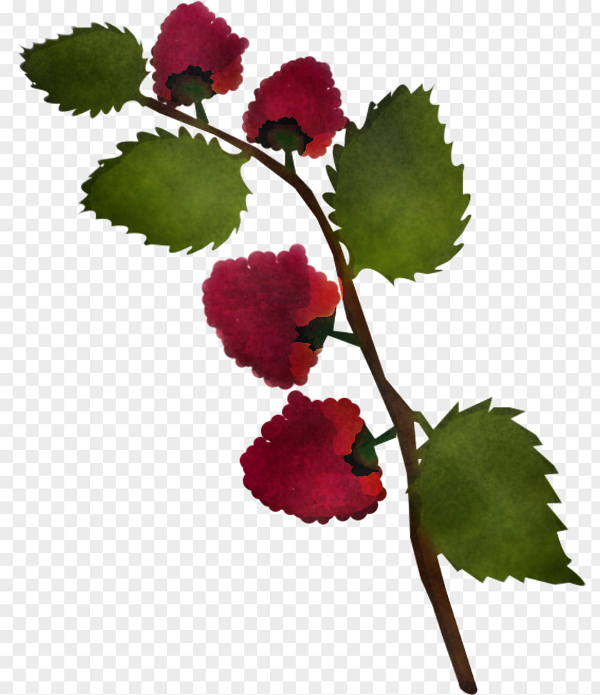 Flower Plant Leaf Berry Rose Family PNG