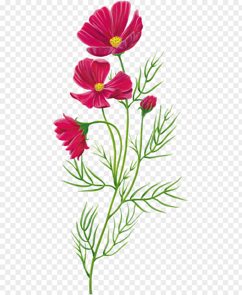 Pink Floral Pattern Flower Poppy PNG