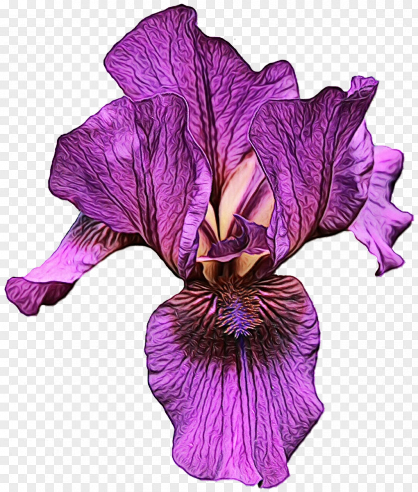 Purple PNG