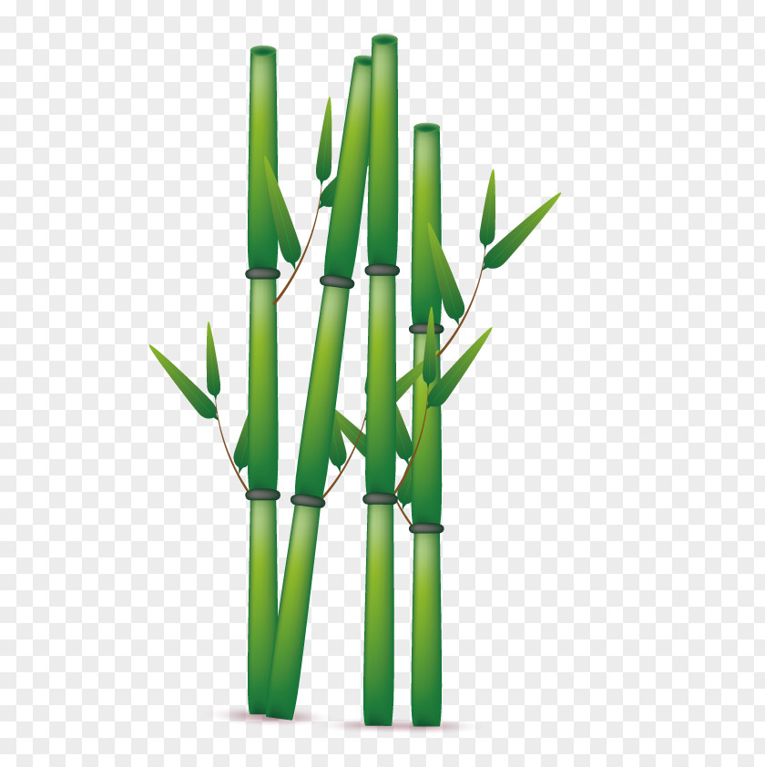 Vector Green Bamboo Euclidean PNG
