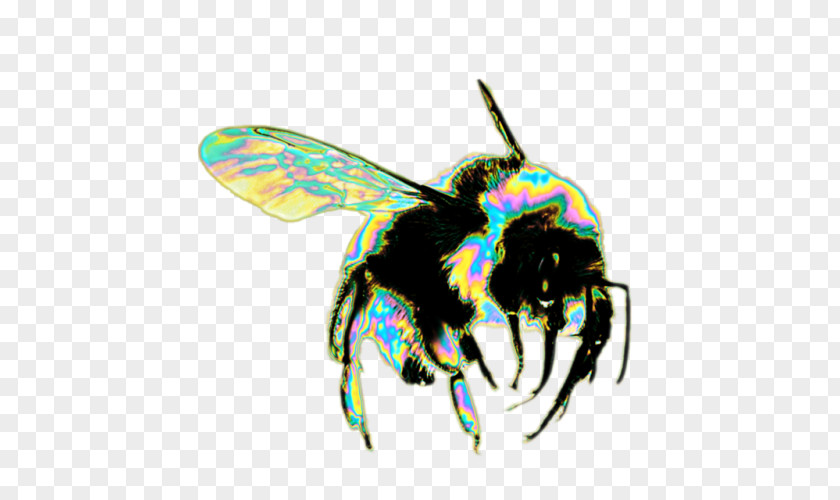 Bee Honey Insect Hornet Bumblebee PNG