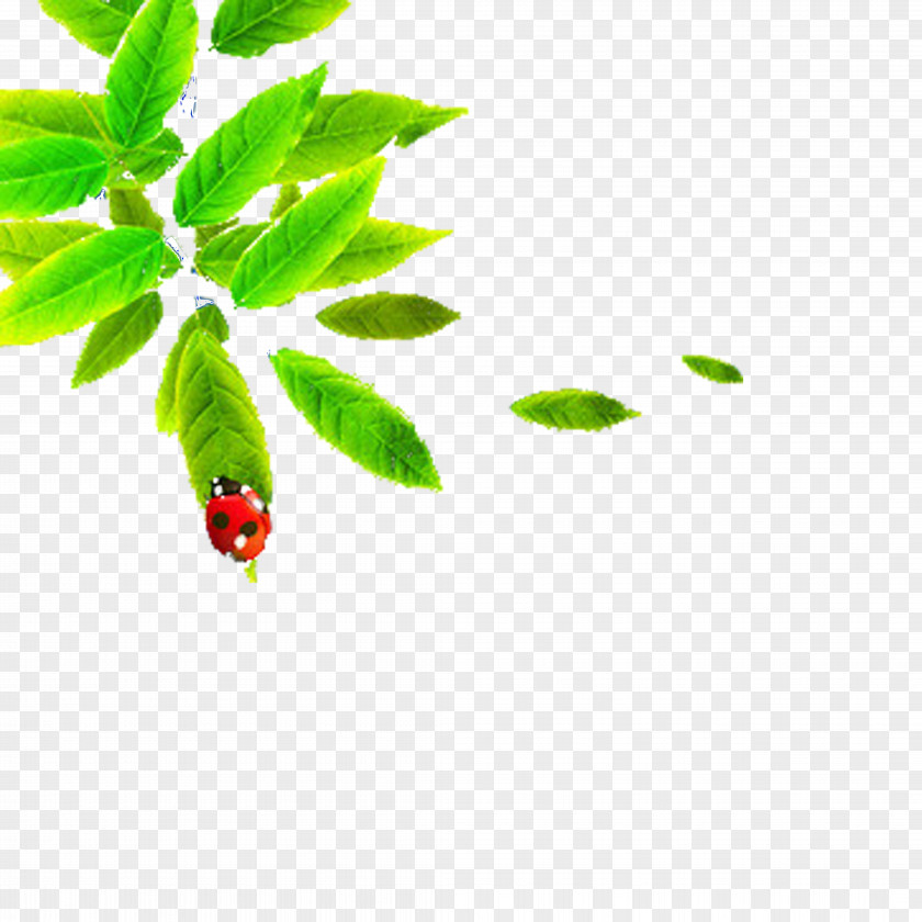 Ladybug Leaves Taobao Euclidean Vector PNG