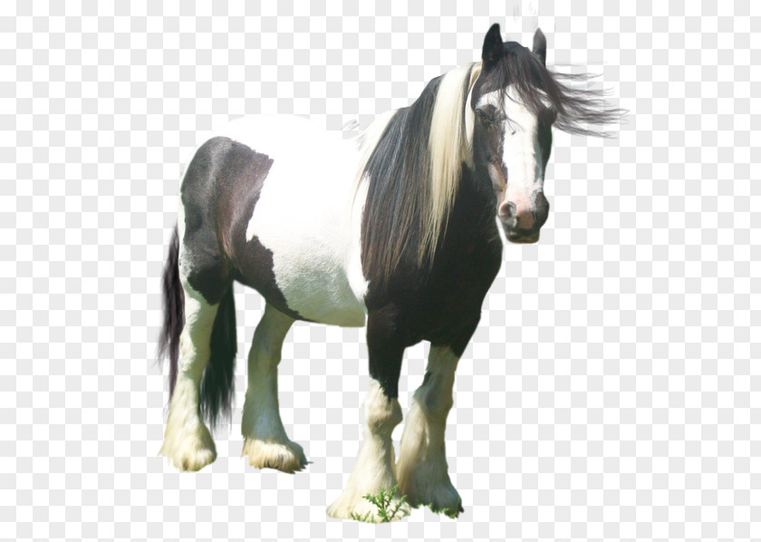 Mustang Gypsy Horse Pony Mane Foal Art PNG