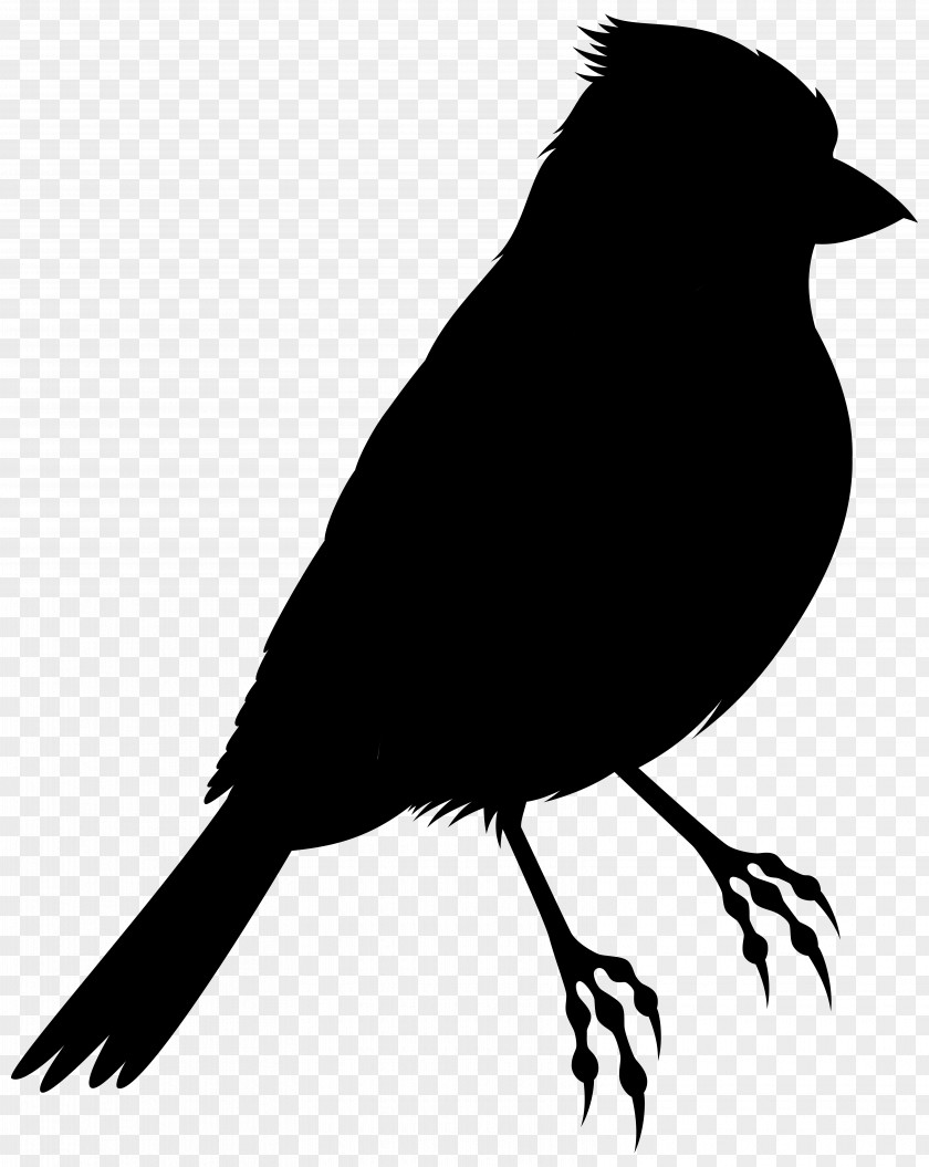 Bird Silhouette Clip Art Illustration Drawing PNG