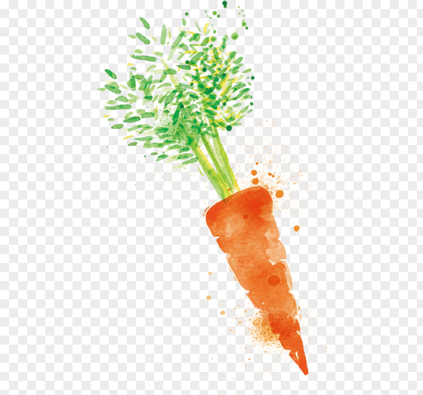 Carrot Turnip Cake Radish Vegetable PNG
