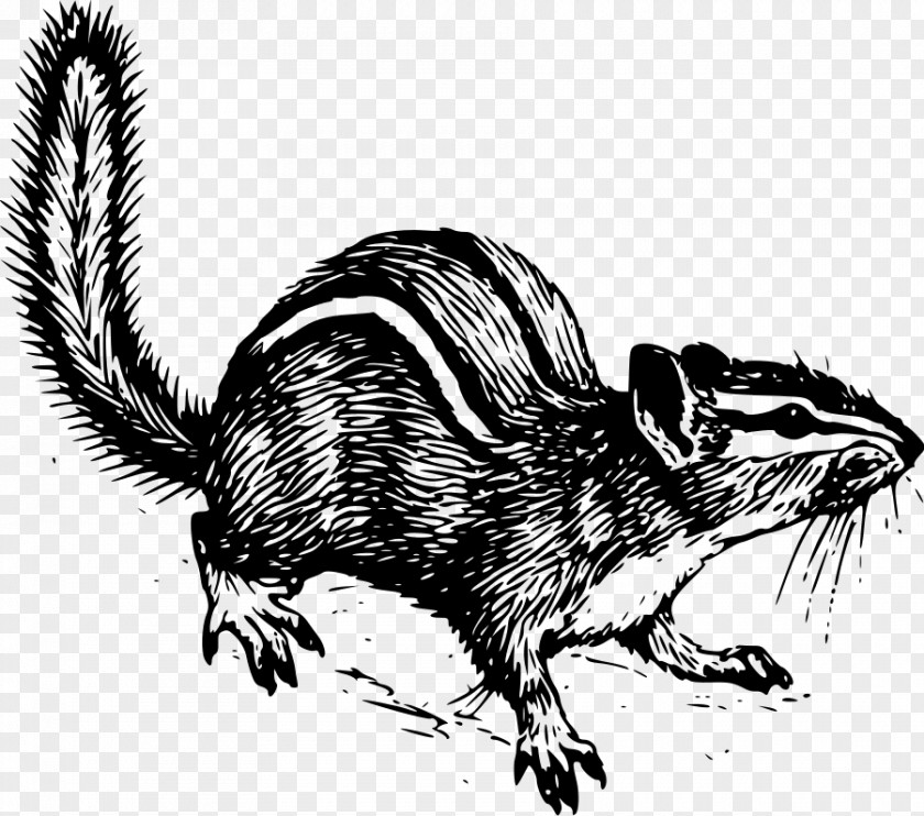 Chipmunk Cliparts Squirrel Siberian Drawing Clip Art PNG