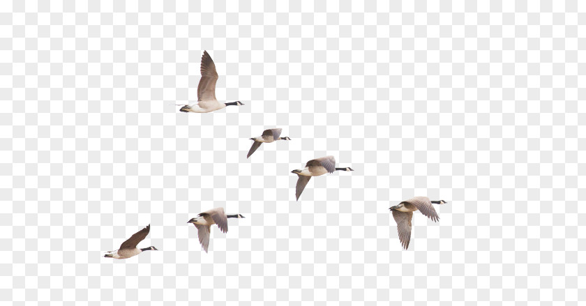 Goose Bird Migration Canada PNG