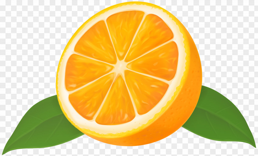 Half Orange Lemon Mandarin Grapefruit Lime PNG