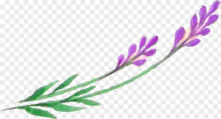 Lavender Plant Leaf Petal Stem PNG