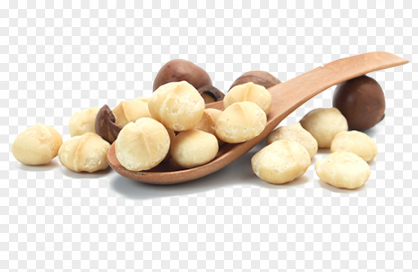 Nuts Macadamia Oil Nut Tree Allergy PNG