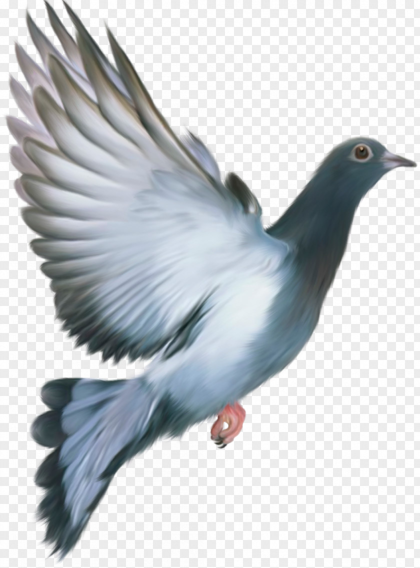 Pigeon Image Homing Columbidae Bird Feral Flight PNG
