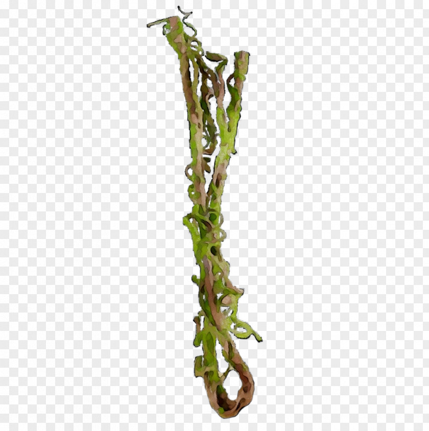 Twig Plant Stem Plants PNG