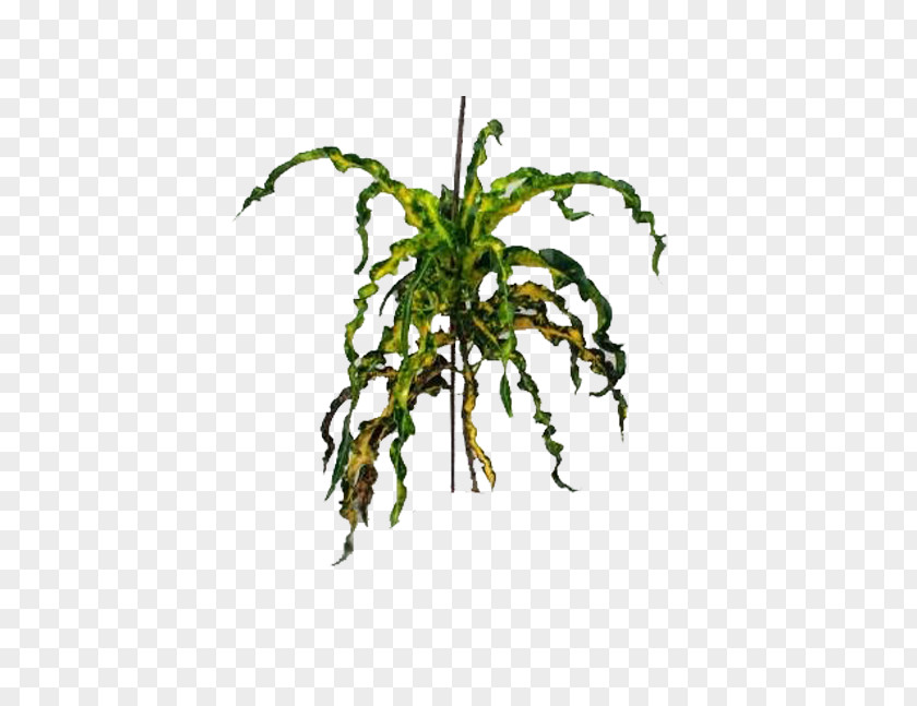 Air Bandung Garden Croton Ornamental Plant Benih Crop Yellow PNG