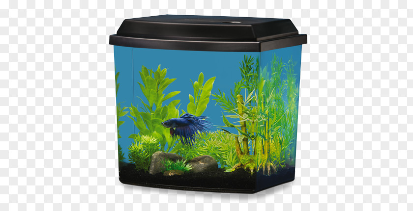 Aquariums Siamese Fighting Fish National Geographic Society PetSmart PNG
