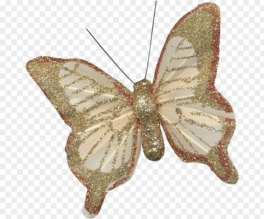 Butterfly Nymphalidae Pieridae PNG