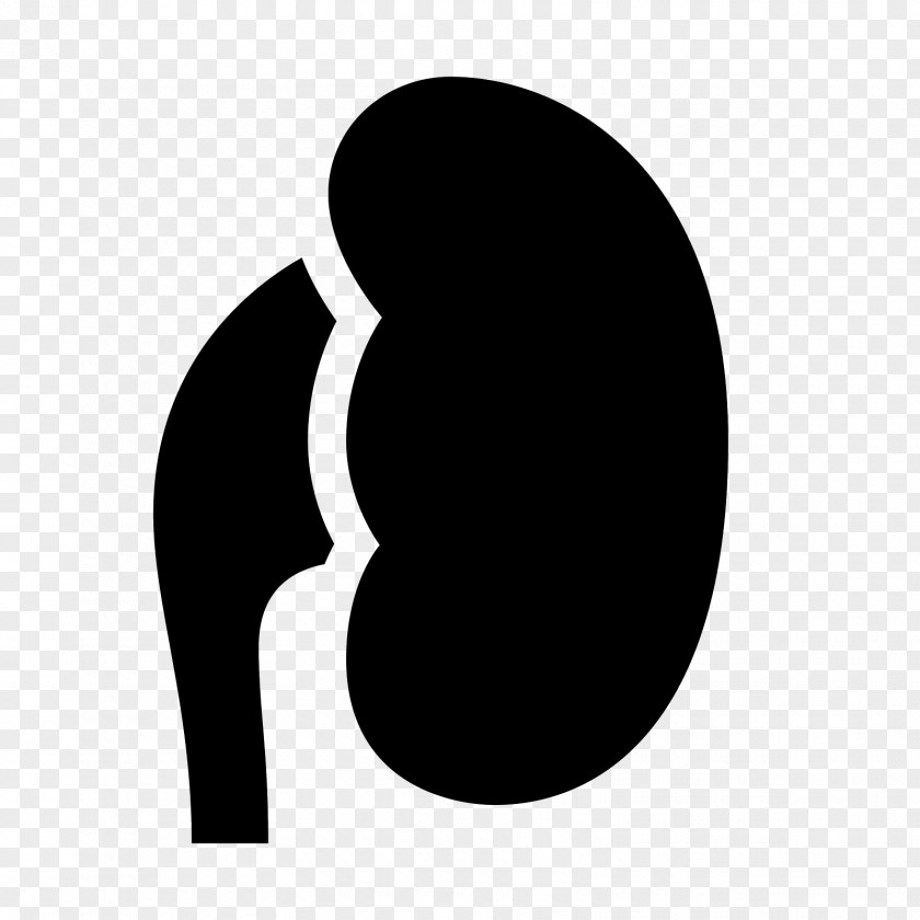 Kidney Clip Art PNG