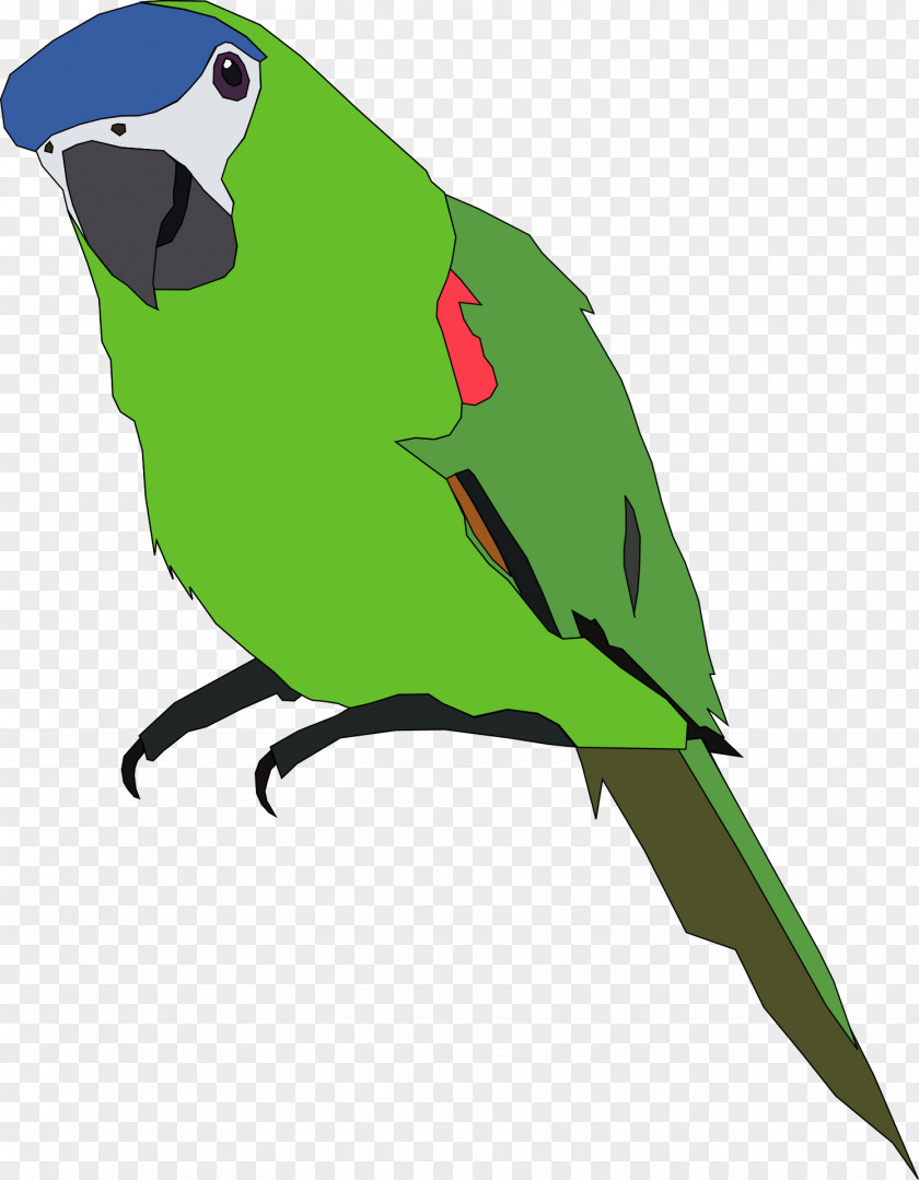 Parrot Budgerigar Clip Art Openclipart Bird PNG