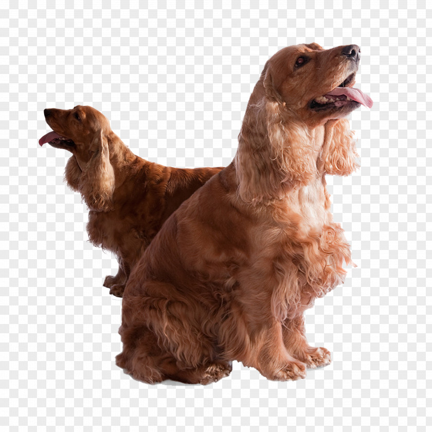 Two Long-haired Dog English Cocker Spaniel Springer American Inglxe9s PNG