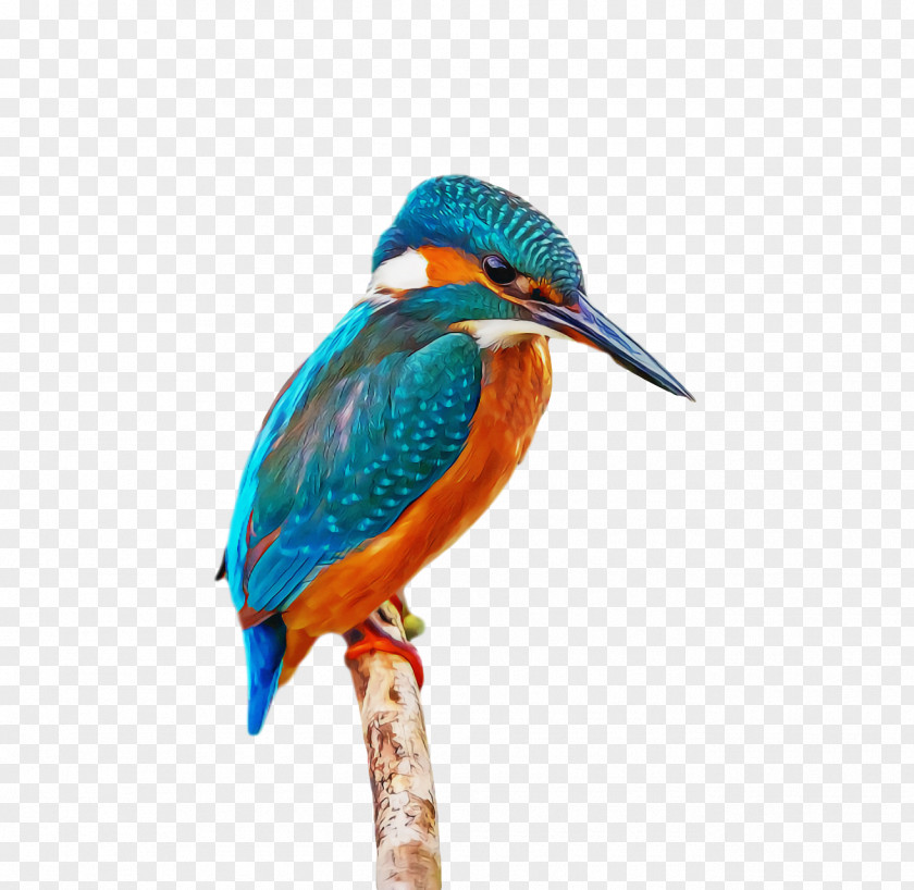 Bird PNG