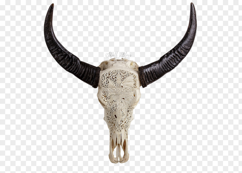 Buffalo Skull Cattle Horn Human Symbolism Animal Skulls PNG