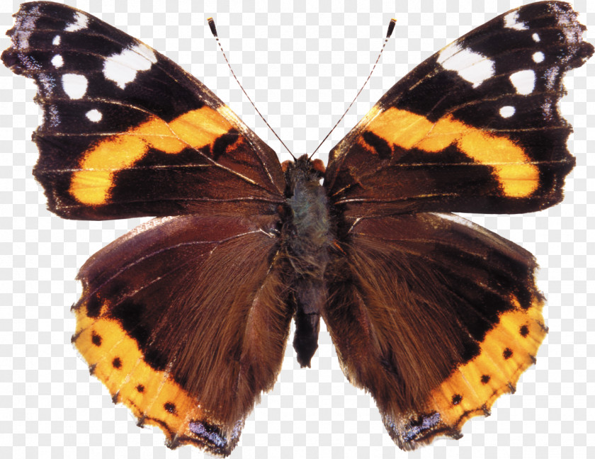 Butterfly Red Admiral Painted Lady Insect Image PNG