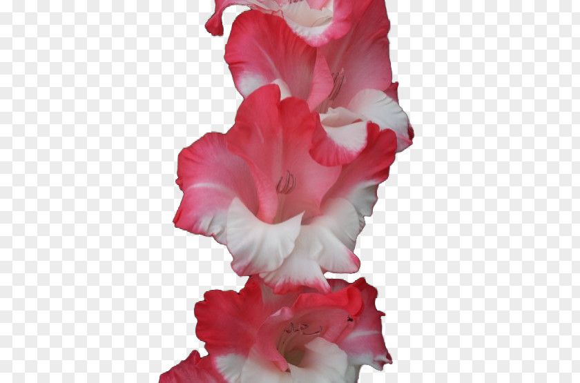 Courage Gladiolus Naver Blog Cut Flowers Azalea Petal PNG