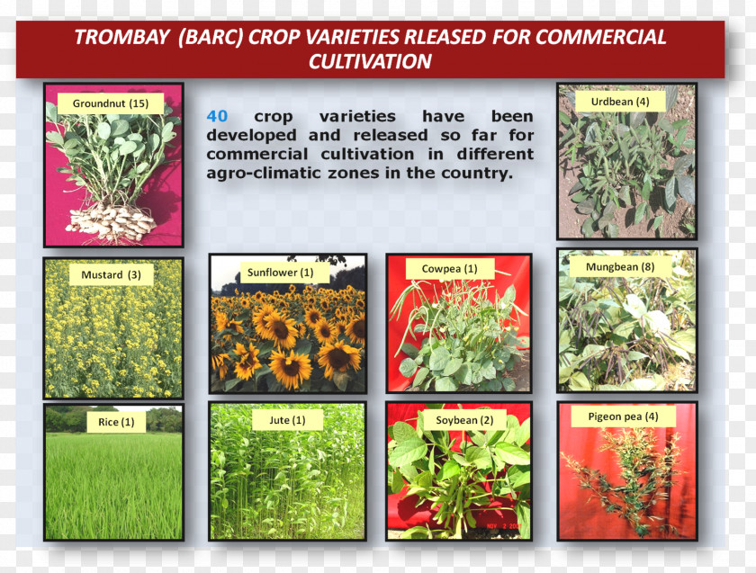 Flower Herb Natural Foods Recipe PNG