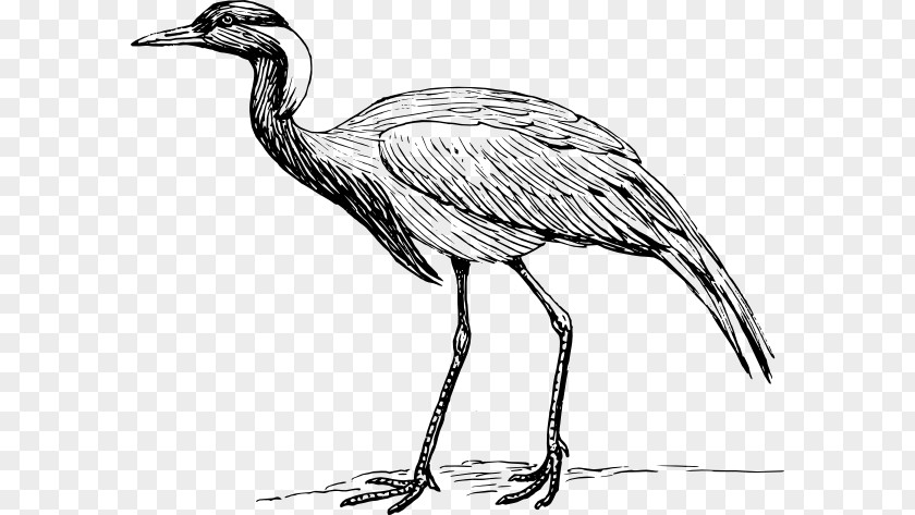 Japanese Crane Demoiselle Bird Heron Clip Art PNG