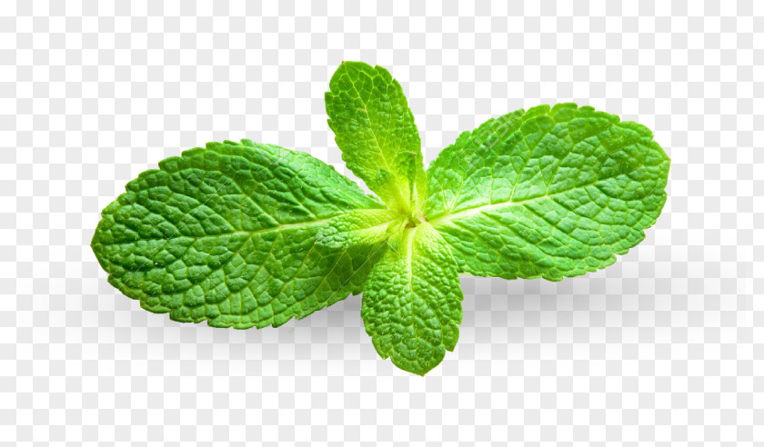 Peppermint Mentha Spicata Apple Mint Royalty-free Photography PNG
