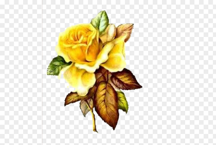 Rose Centifolia Roses Paper Yellow Flower Clip Art PNG