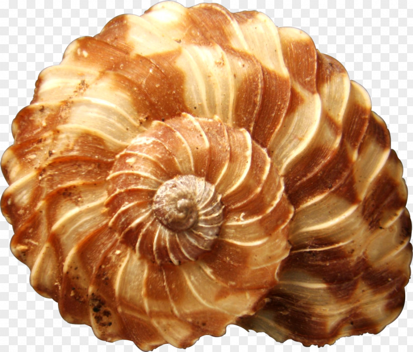 Seashell Shore Mollusc Shell Snail PNG