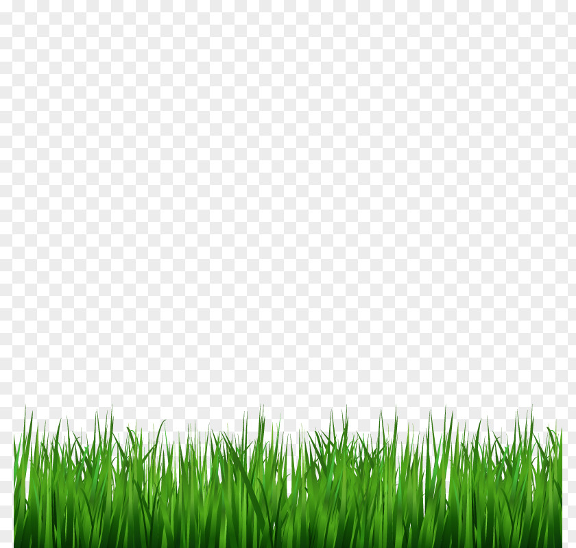 Vector Grass Lawn Green Wallpaper PNG