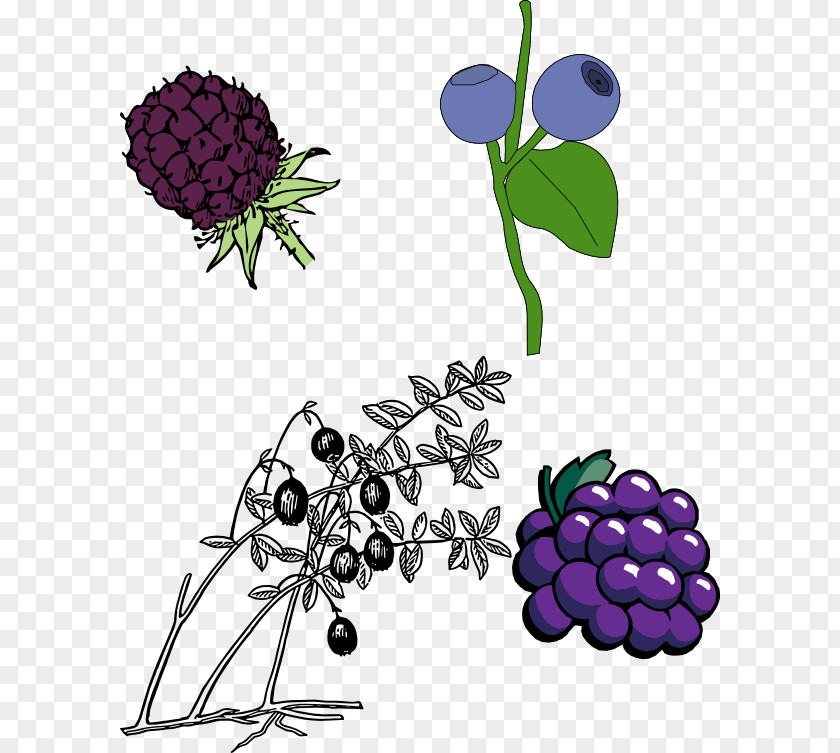 Blackberry Clip Art Vector Graphics Openclipart Fruit PNG