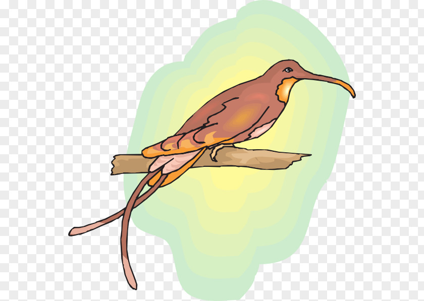Hummingbird Bird Drawing Clip Art PNG