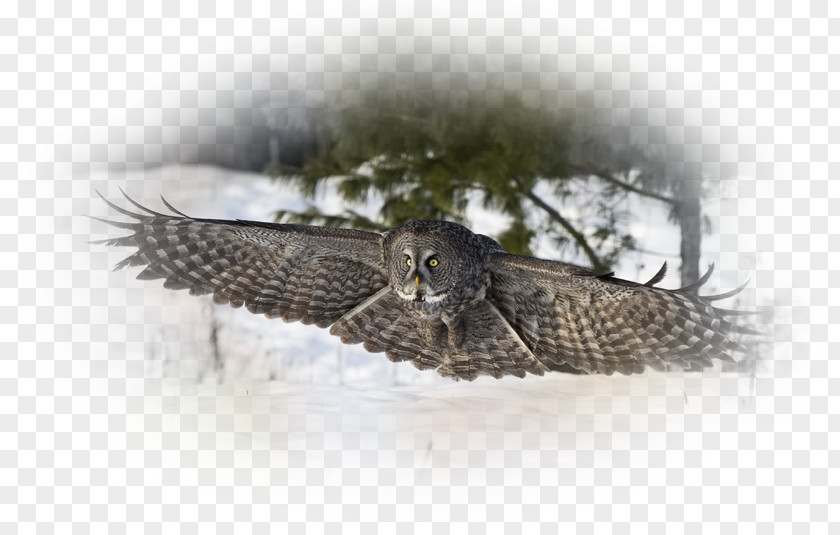 Owl Bird Of Prey Sky Flying Flight PNG