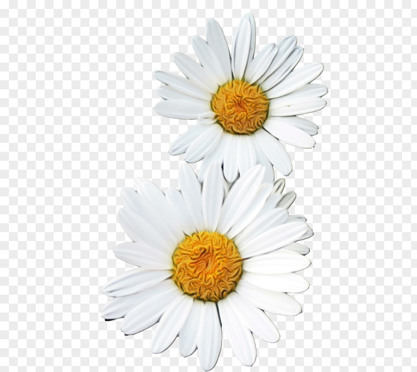 Oxeye Daisy Transvaal Marguerite Chrysanthemum Roman Chamomile PNG