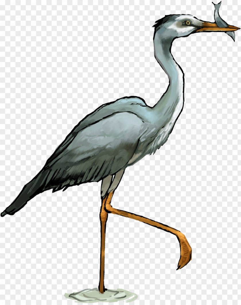 Water Bird Seabird Crane PNG