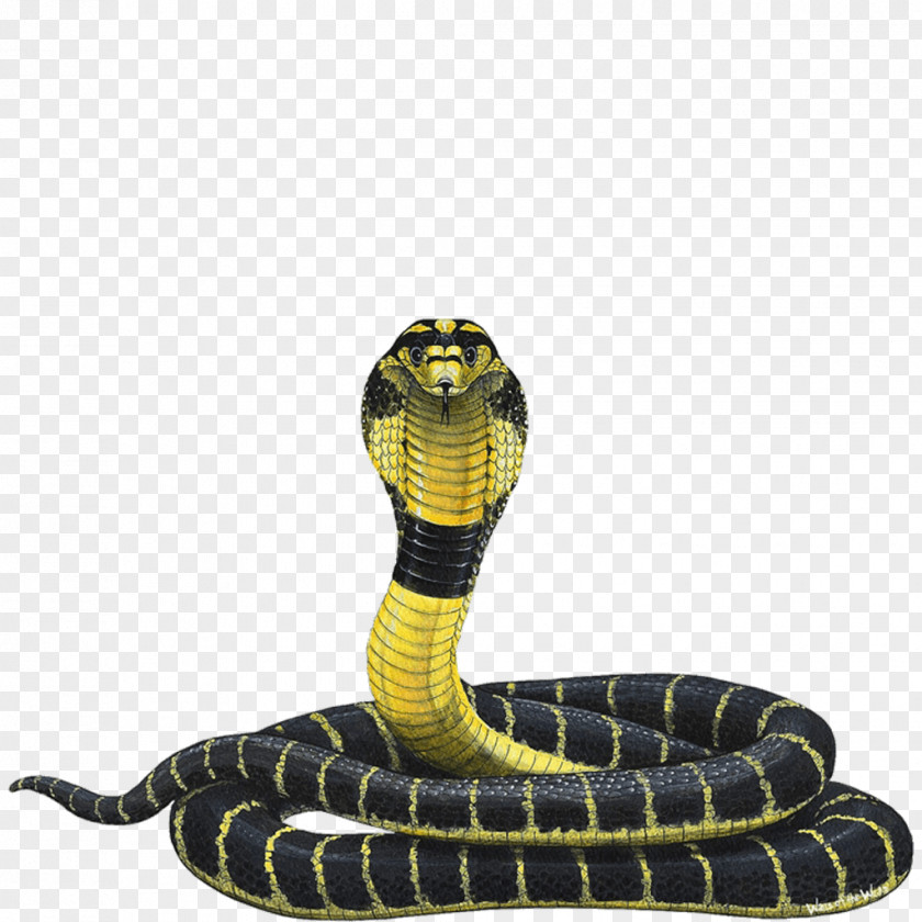 Cobra Snake Indian King Reptile PNG